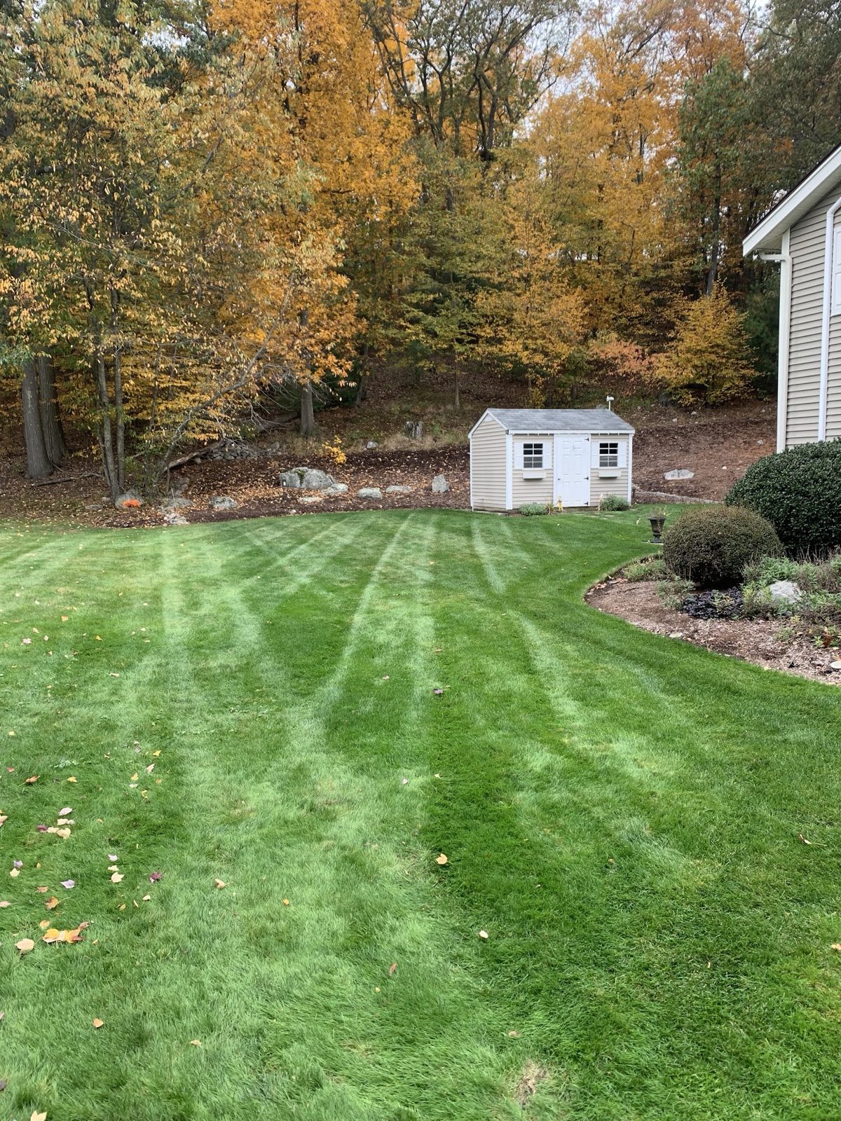 Freshly mowed lawn with fall stripes by S.B. Landscaping