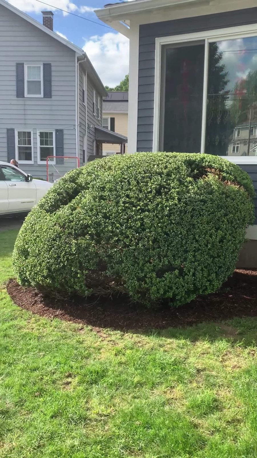 Professionally shaped shrubs and trees in a landscaped planting bed by S.B. Landscaping